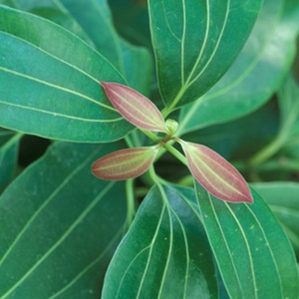 Tezpatta Bay leaves Plant