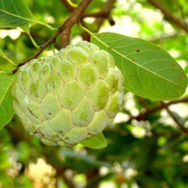 Golden Sitafal Live Plant