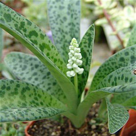 Ledebouria petiolata Live Plant indoor outdoor air purifier plant