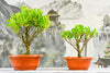 Ficus Microcarpa Sapling Plant for Bonsai