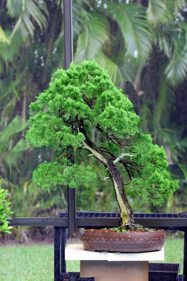 Torulosa Juniper London Pine Live Bonsai Suitable Plant With Pot