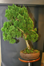 Torulosa Juniper London Pine Live Bonsai Suitable Plant With Pot