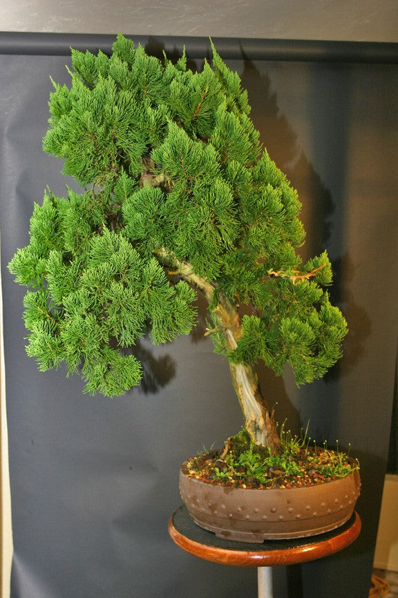 Torulosa Juniper London Pine Live Bonsai Suitable Plant With Pot