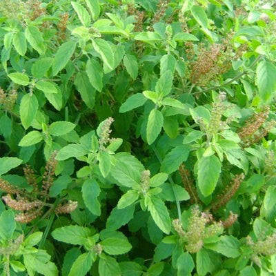Tulsi