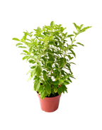 Tulsi