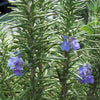 Rosemary Plant