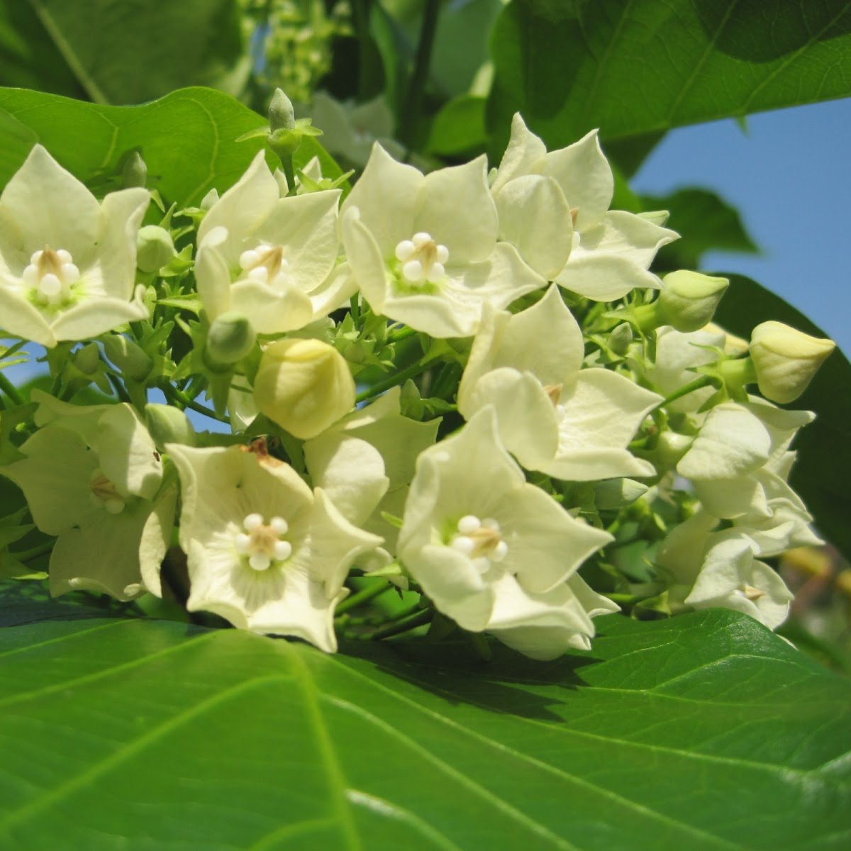 Vallaris Glabra scented flowered vine live plant bread flower vine live plant