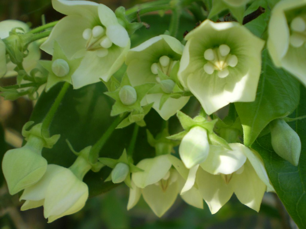 Vallaris Glabra scented flowered vine live plant bread flower vine live plant