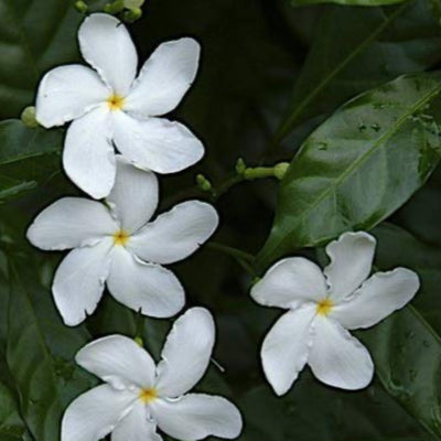 variegated tagar (crepe jasmine) live plant
