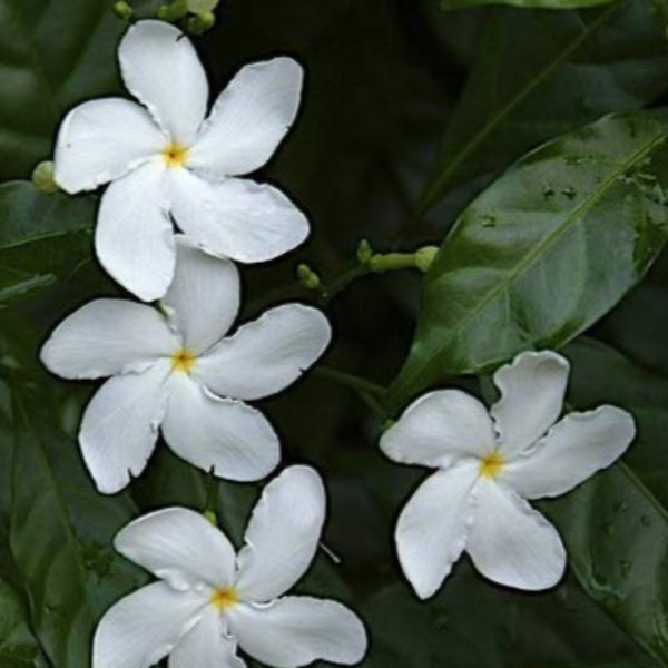 variegated tagar (crepe jasmine) live plant