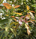 Ficus Pilkhan Virens One Year Old  Sapling Plant