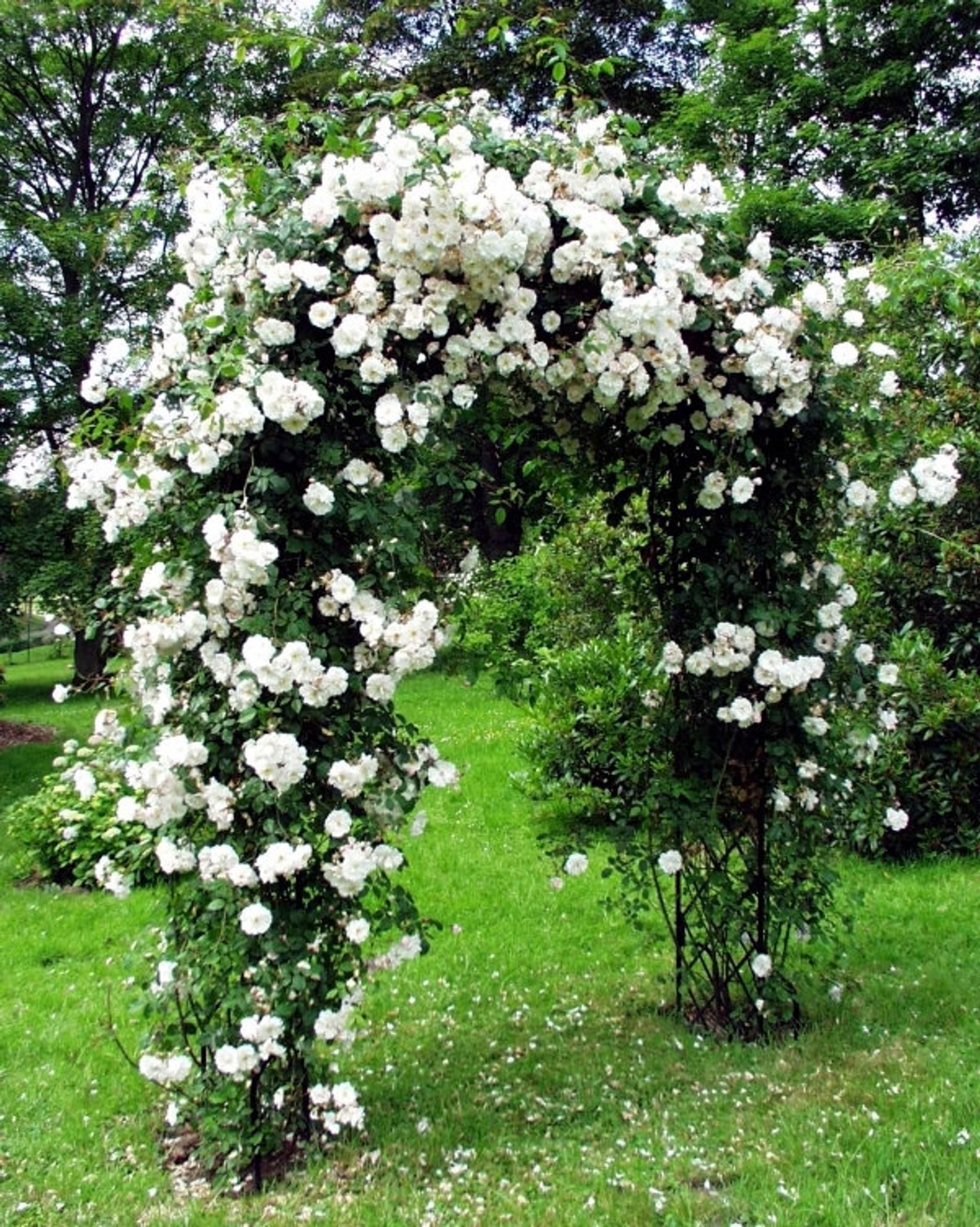 Green Paradise White Scented Climbing Rose Live Plant