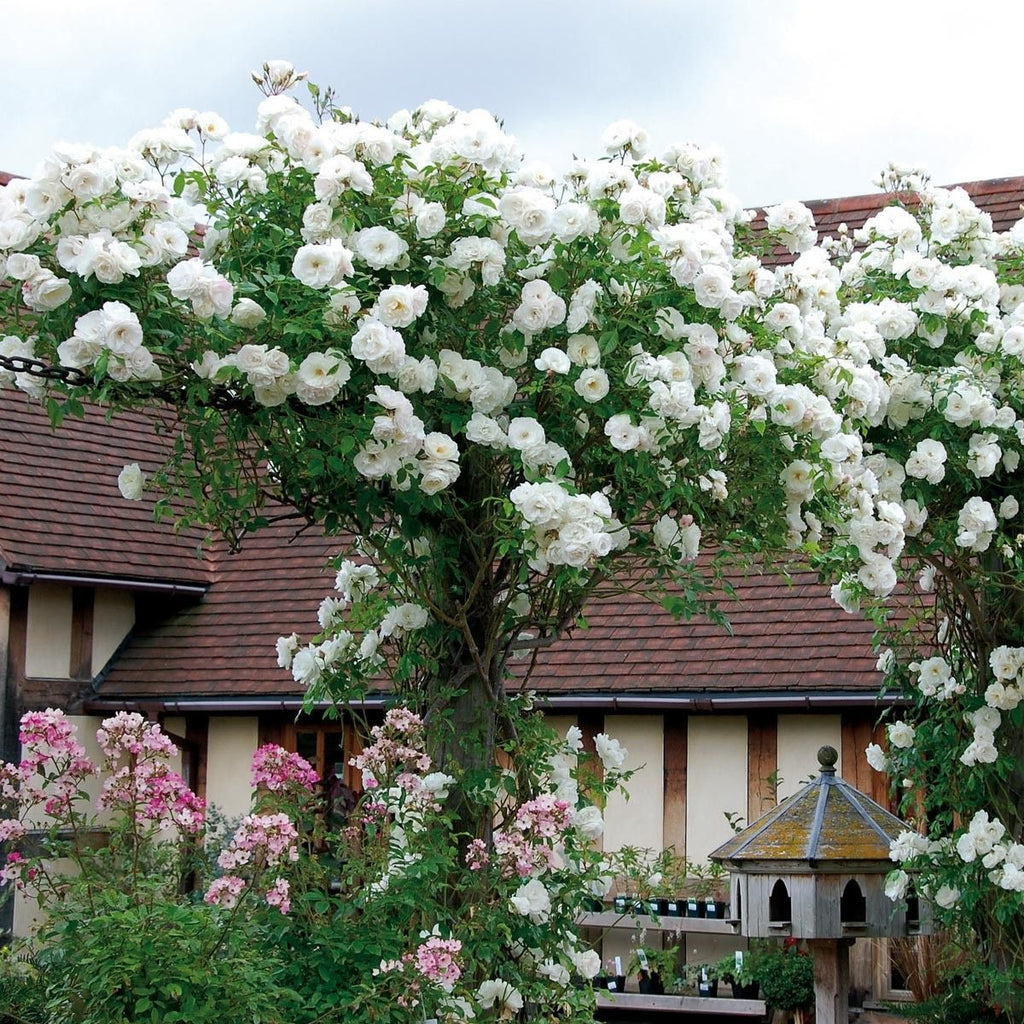 Green Paradise White Scented Climbing Rose Live Plant