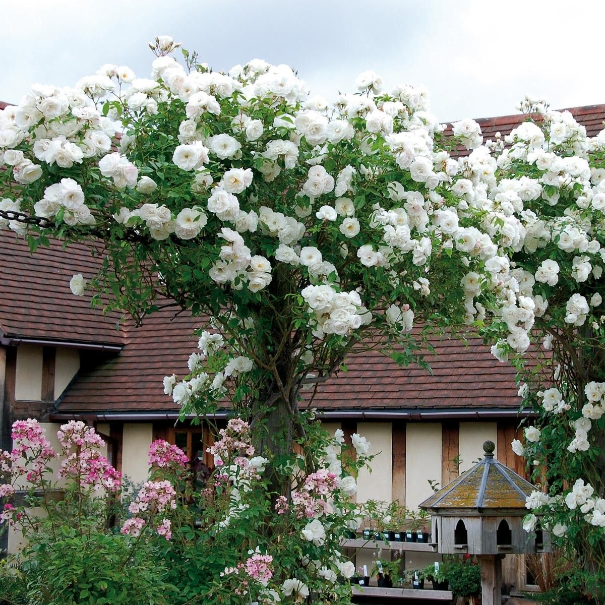 Green Paradise White Scented Climbing Rose Live Plant