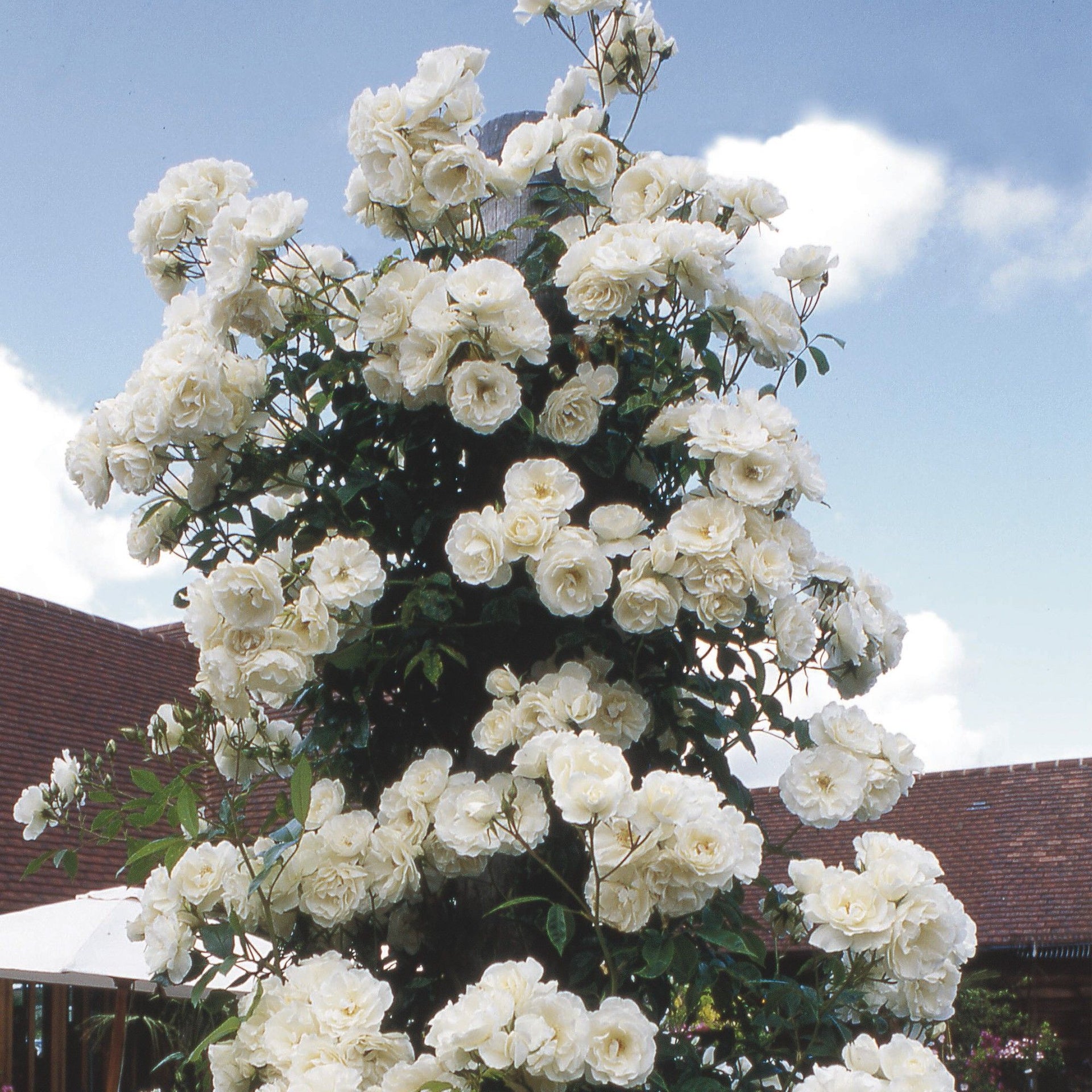 Green Paradise White Scented Climbing Rose Live Plant