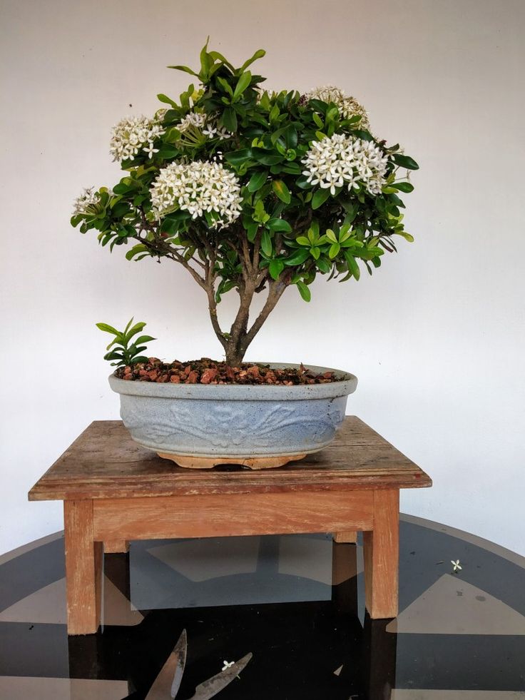Mini Ixora Bonsai ( White ) live plant