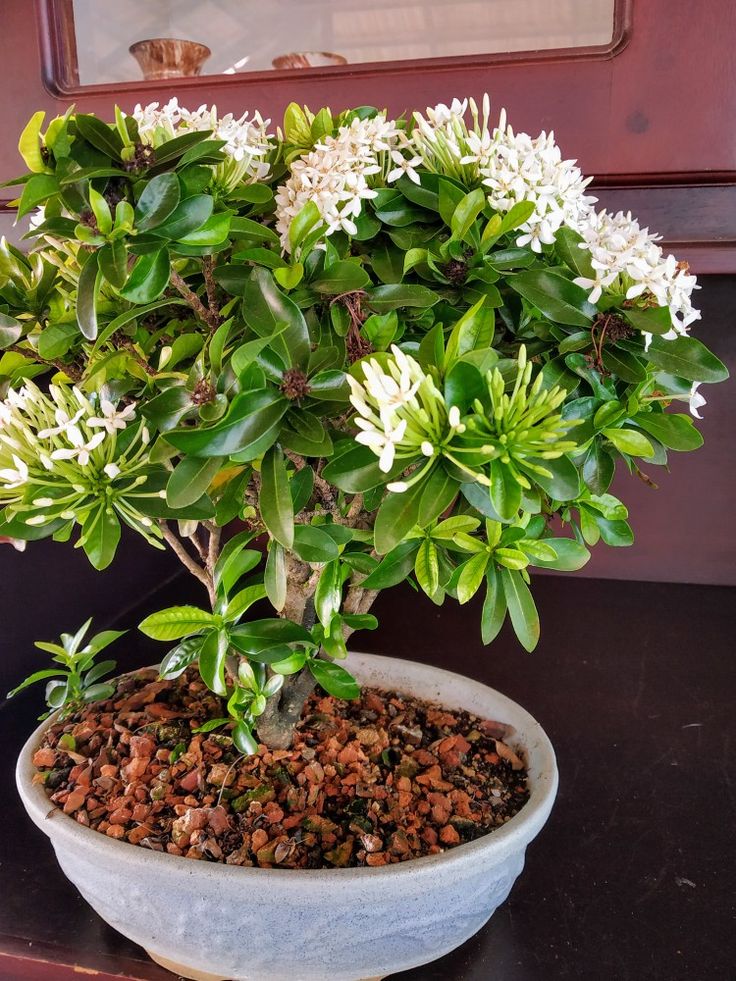 Mini Ixora Bonsai ( White ) live plant