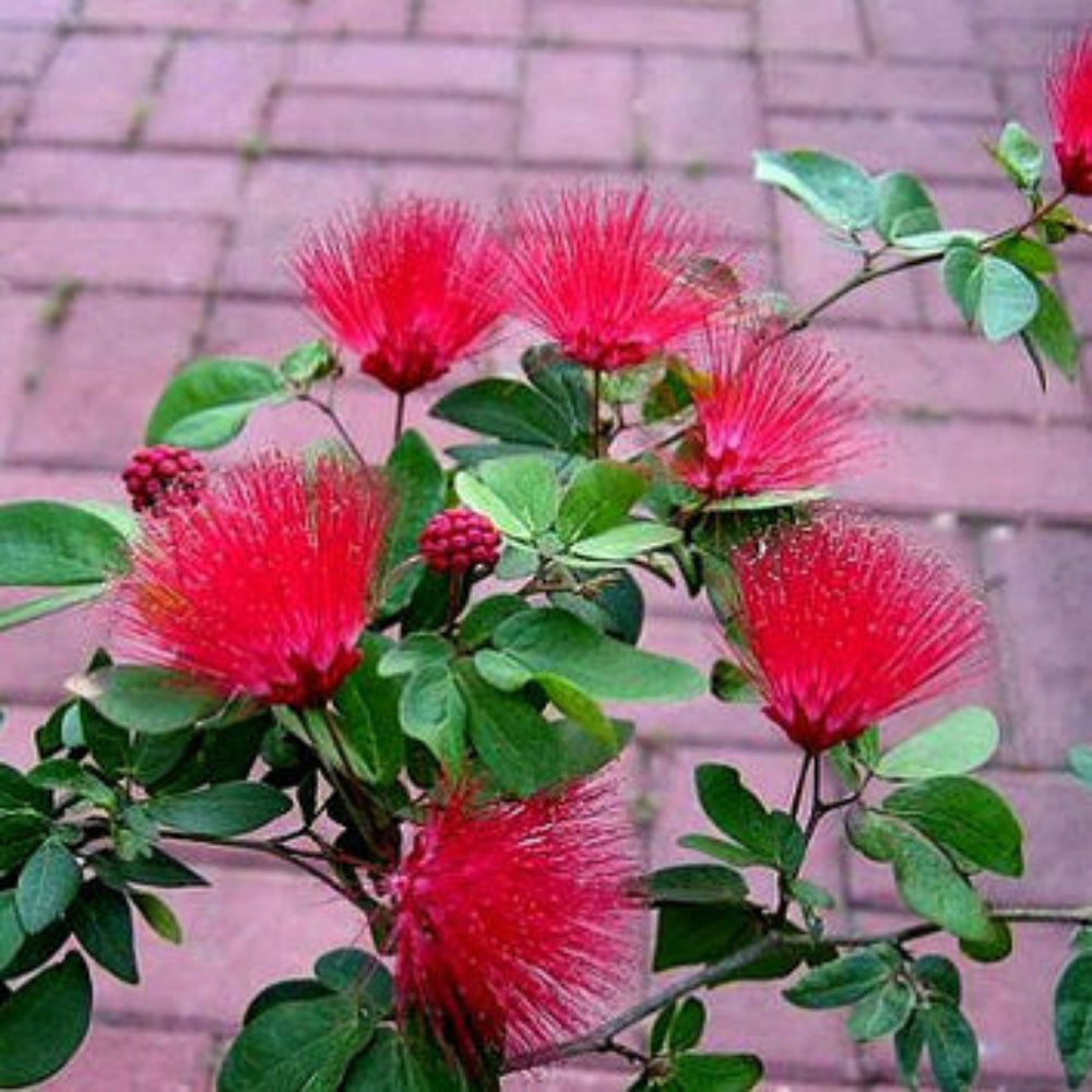 Calliandra red powderpuff Live Beautiful Bonsai plant