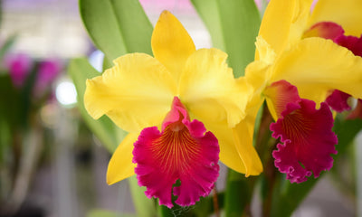 cattleya orchid yellow hybride