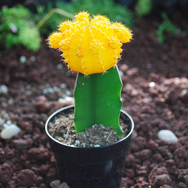 Moon cactus (Yellow) Live Plant