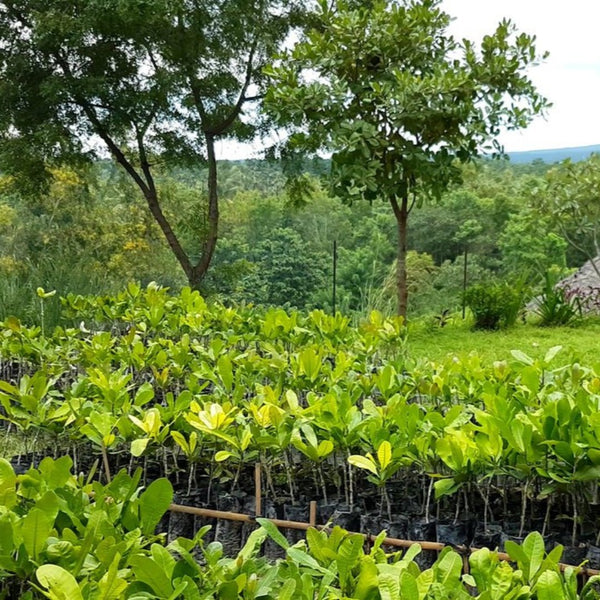 Cashew nut Live plant kaju Live Plant